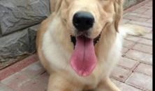 金毛和姐姐娱乐吃瓜酱,娱乐吃瓜酱的趣味日常