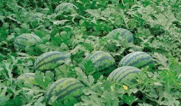 娱乐吃瓜场地图片高清,一场视觉盛宴的幕后揭秘