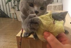 娱乐吃瓜君面包猫