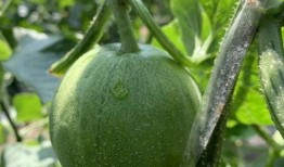 哪些地方可以娱乐圈吃瓜