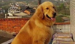 金毛和姐姐娱乐吃瓜酱,娱乐吃瓜酱的趣味日常