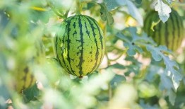 哪些地方可以娱乐圈吃瓜