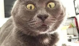 娱乐吃瓜君猫带体检,揭秘明星宠物健康生活