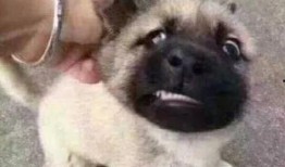 娱乐吃瓜酱狗吃鸡,狗吃鸡背后的娱乐风云