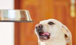 娱乐吃瓜酱狗吃鸡,狗吃鸡背后的娱乐风云