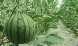 娱乐吃瓜君山河令,古装武侠剧中的甜蜜与热血交织