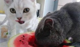 娱乐吃瓜猫咪视频大全最新,最新猫咪吃瓜视频大盘点