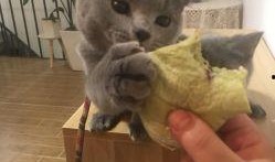 娱乐吃瓜君面包猫
