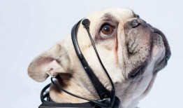 娱乐吃瓜君狗狗,揭秘娱乐圈宠物的趣味生活