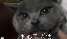 喵酱娱乐吃瓜,揭秘娱乐圈最新吃瓜大事件