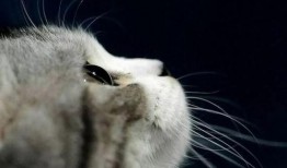 娱乐吃瓜君面包猫