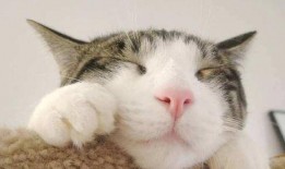 娱乐吃瓜君面包猫