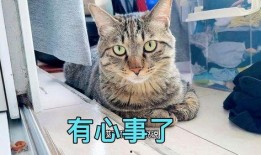 娱乐吃瓜小猫咪视频,揭秘小猫咪的娱乐世界