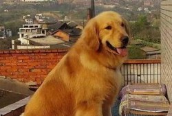 金毛和姐姐娱乐吃瓜酱,娱乐吃瓜酱的趣味日常