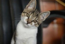 娱乐吃瓜小猫咪视频,揭秘小猫咪的娱乐世界