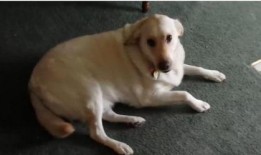 娱乐吃瓜酱狗吃鸡,狗吃鸡背后的娱乐风云