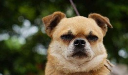 娱乐吃瓜酱狗走丢,狗狗走丢，网友助力寻回温馨故事