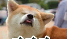 娱乐吃瓜酱狗走丢,狗狗走丢，网友助力寻回温馨故事