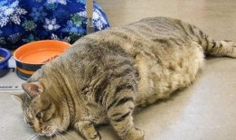 娱乐吃瓜酱胖猫,揭秘娱乐圈那些不为人知的幕后故事