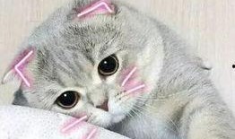 娱乐吃瓜君七七折耳猫