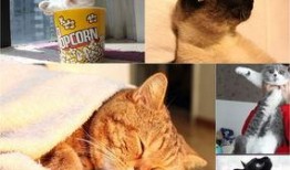 娱乐吃瓜君猫带体检,揭秘明星宠物健康生活