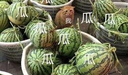 娱乐吃瓜的瓜,揭秘明星幕后故事